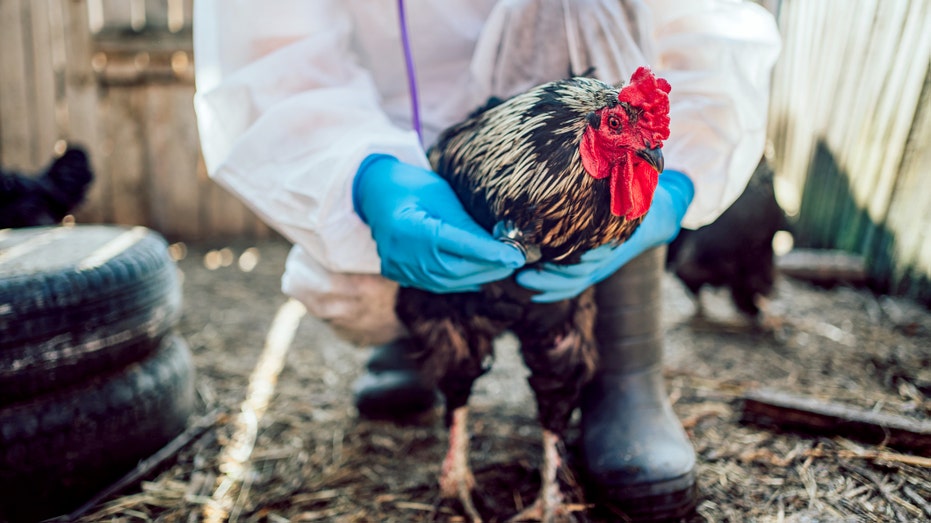 CDC Halts Bird Flu Emergency but Experts Warn of Fall H5N1 Resurgence