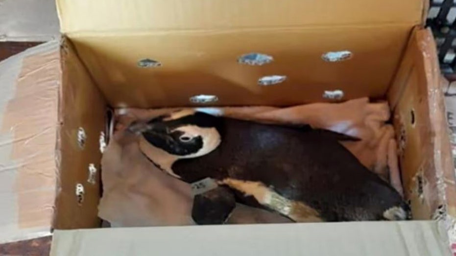 Penguin in a Cardboard Box Triggers Bizarre Helicopter Crash in South Africa