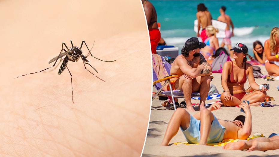 Dengue Fever Cases Rising in Popular Spring Break Destinations, CDC Warns