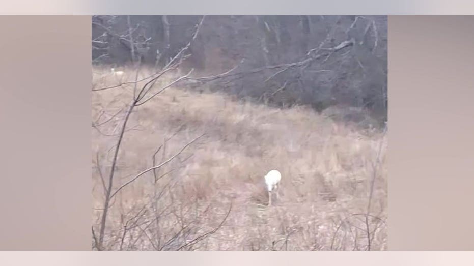 Wildlife category