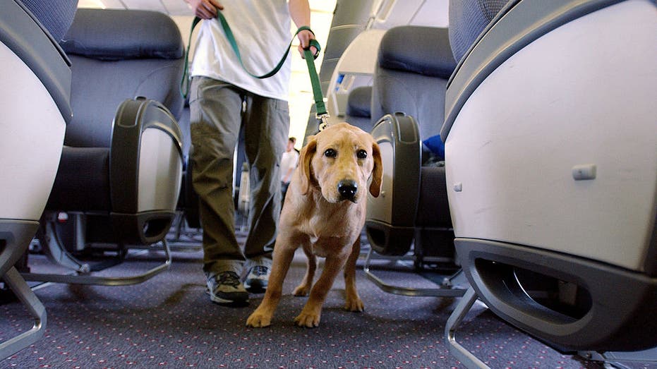 Dog’s Nonstop Barking on 8-Hour Flight Sparks Heated Debate Among Travelers