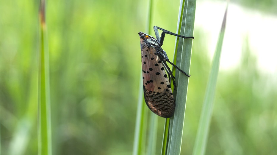 Spotted Lanternflies Poised for Summer Surge, Threatening U.S. Crops and Ecosystems