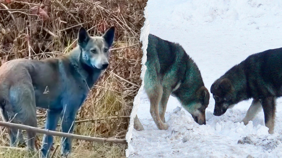 Chernobyl’s Blue Dogs: What a Viral Hoax Reveals About Our Nuclear Fears