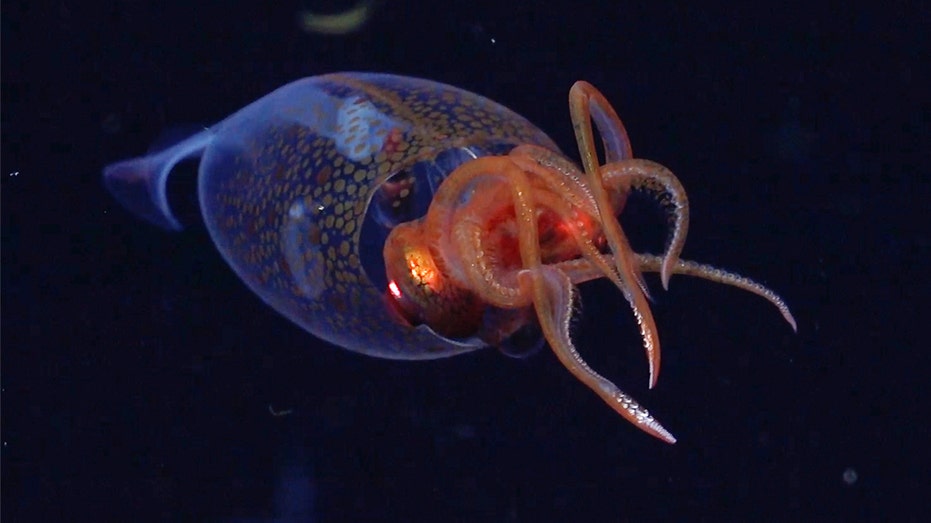 Colossal Baby Squid Makes Its First On-Camera Appearance in the Deep Atlantic